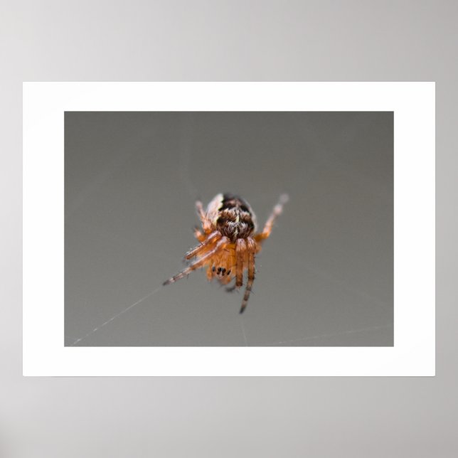 Kleine orange süße Spinne  Poster (Vorne)