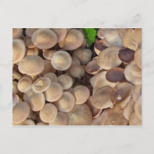 Kleine Pilze Postkarte