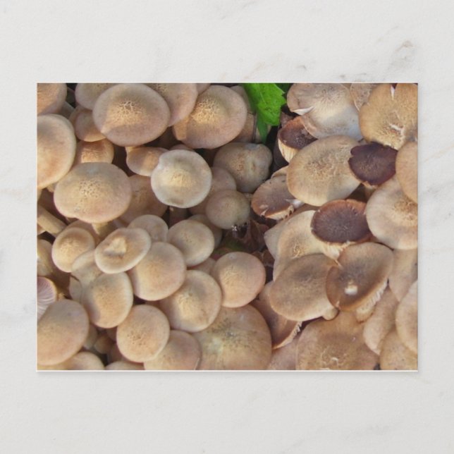 Kleine Pilze Postkarte (Vorderseite)