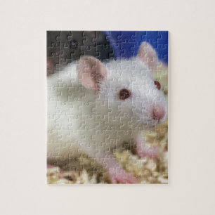 Kleine Ratte