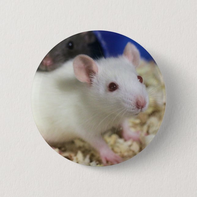 Kleine Ratte Button (Vorderseite)