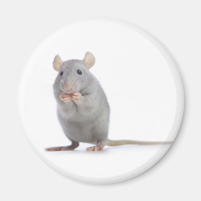kleine Ratte Magnet (Vorne)