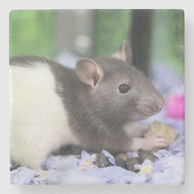 Kleine Ratte Steinuntersetzer (Vorderseite)