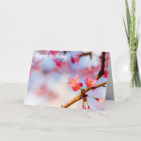 Kleine rosa Sakura Schönheit im Frühling