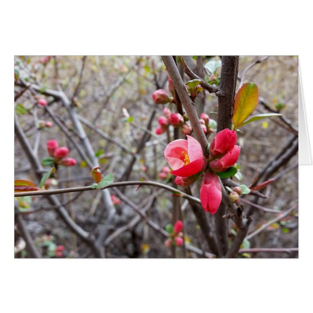 kleine rote Blume (Vorderseite (Horizontal))