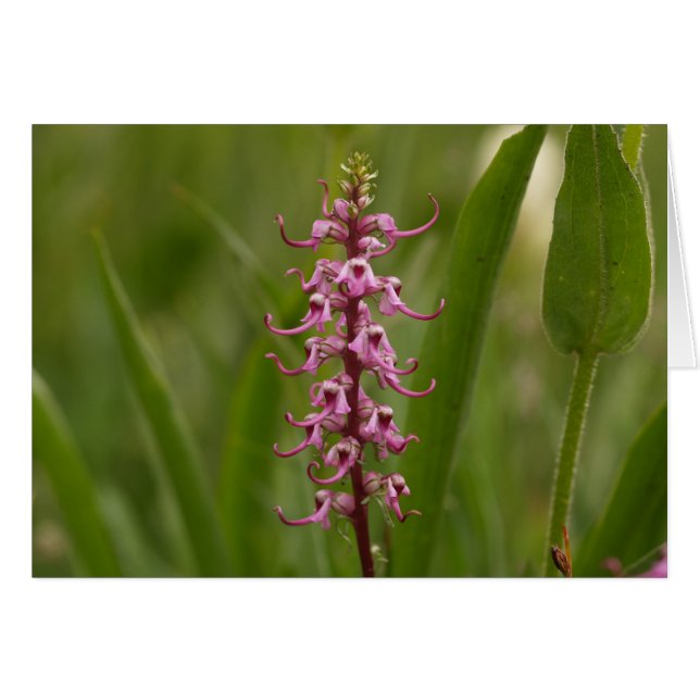 Kleine rote Elefanten.Colorado 05 (Vorderseite (Horizontal))