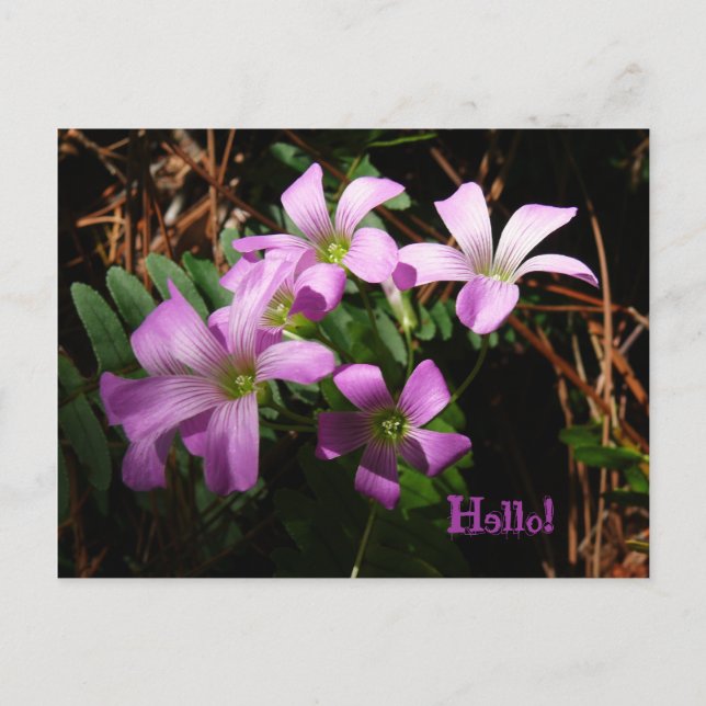 Kleine Schätze Postkarte (Vorderseite)
