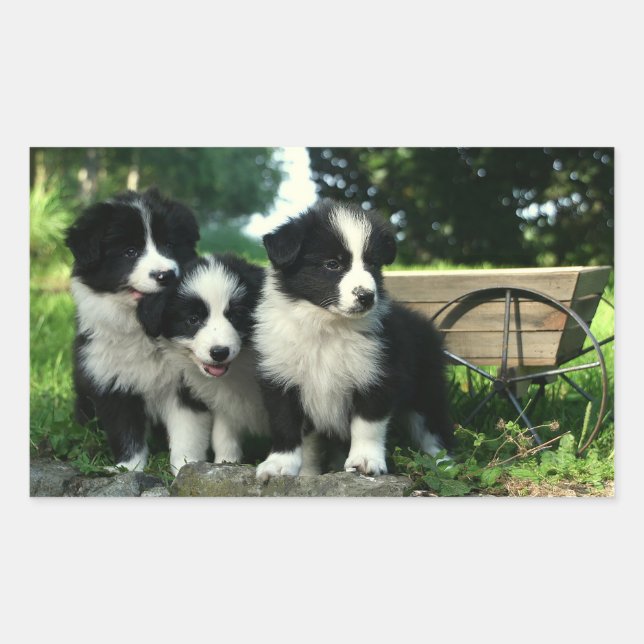 Kleine, schwarz-weiße Kleine Hunde Sticker (Vorderseite)