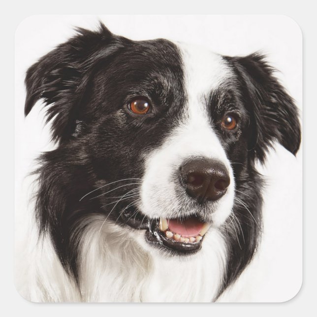 Kleine, schwarz-weiße Kleine-Hundekleber Quadratischer Aufkleber (Vorderseite)