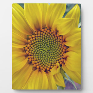 Kleine Sonnenblume Fotoplatte
