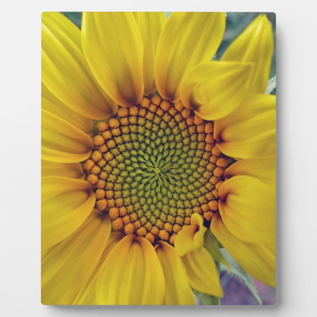 Kleine Sonnenblume Fotoplatte (Vorderseite)
