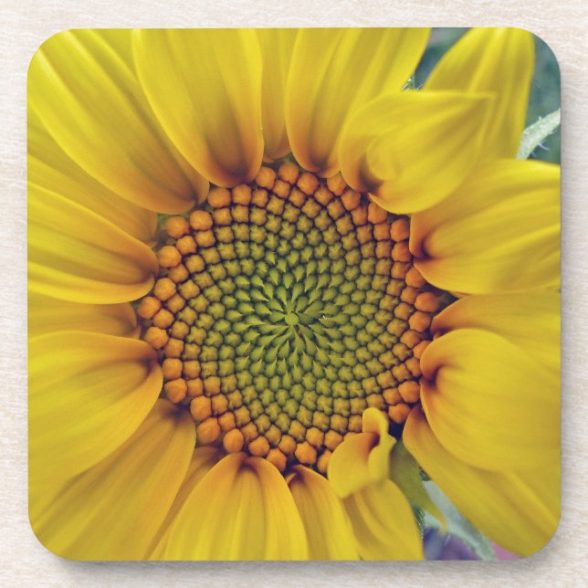 Kleine Sonnenblume Getränkeuntersetzer (Vorderseite)