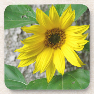 Kleine Sonnenblume Getränkeuntersetzer