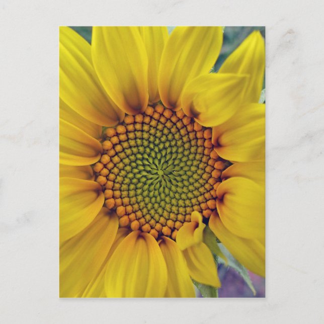 Kleine Sonnenblume Postkarte (Vorderseite)