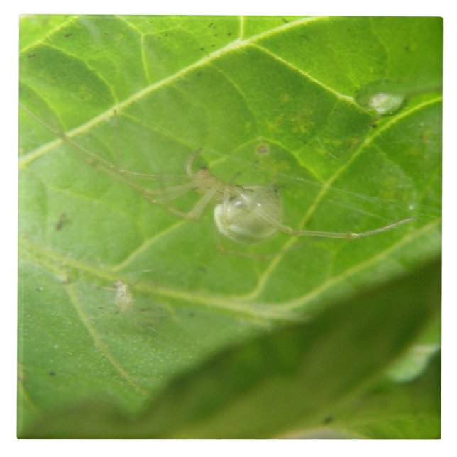 Kleine Spiderzange Fliese (Vorderseite)