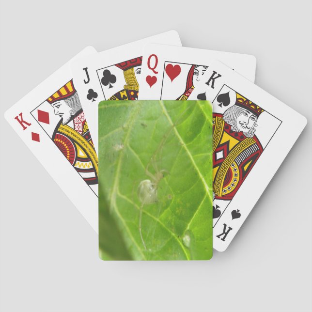 Kleine Spinne Spielkarten (Rückseite)