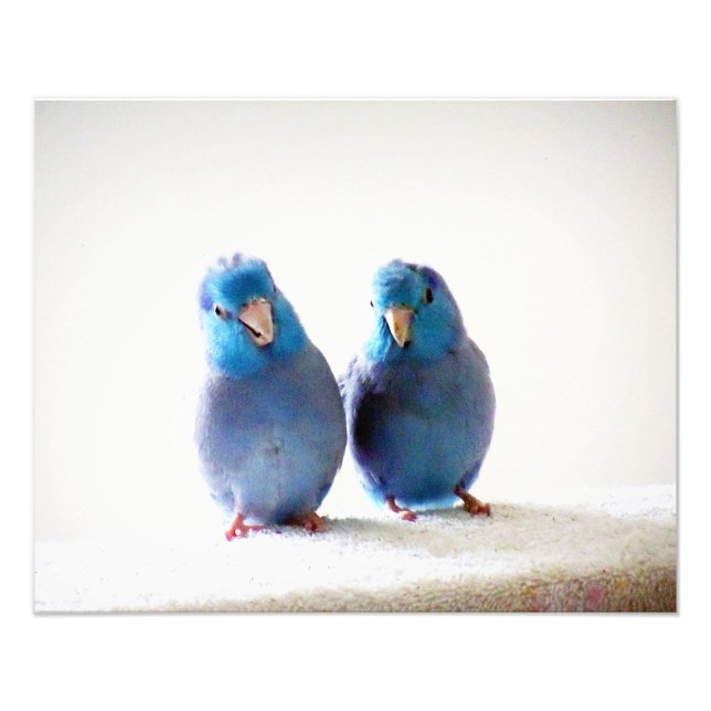 Kleine Vögel Die besten Freunde Foto Pazifik Parro (Vorne)