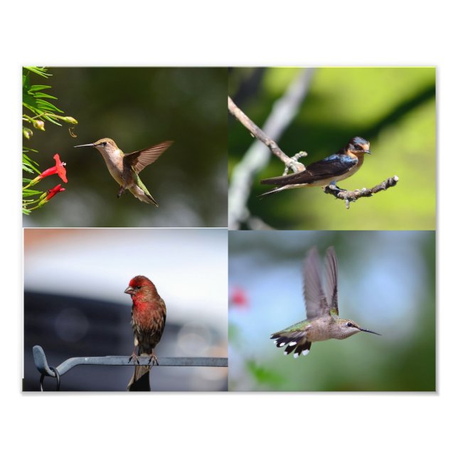 Kleine Vögel Fotodruck (Vorne)