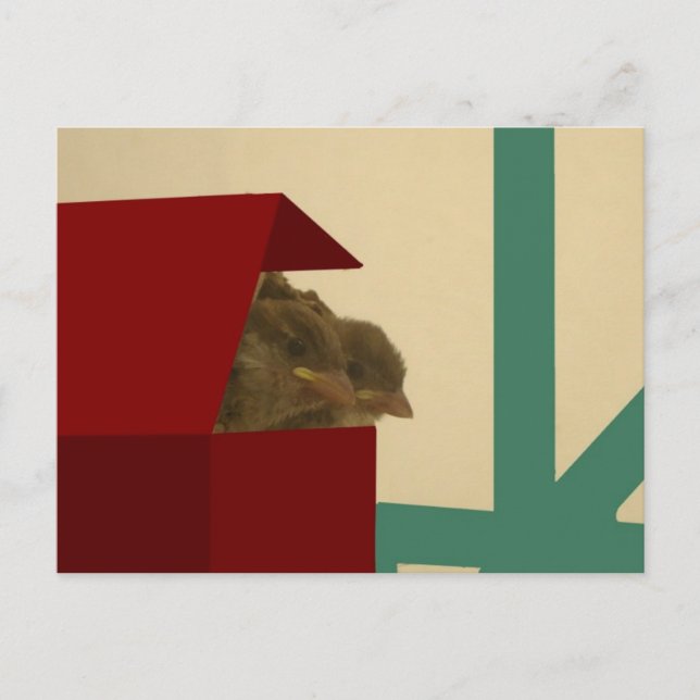 Kleine Vögel Postkarte (Vorderseite)