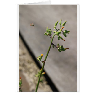 Kleine Wanze, wenig Blume