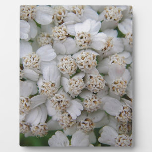 Kleine weiß Wildblüten Fotoplatte