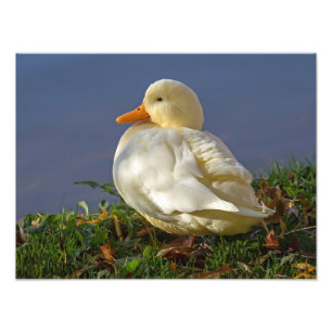 Kleine weiße Ente Fotodruck
