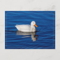 Kleine weiße Ente in geflecktem Wasser