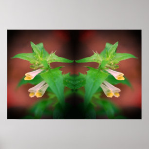 Kleine Weiße Wilde Blumen Spiegel Blumen Natur Kun Poster