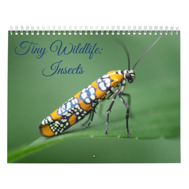 Kleine Wildtiere: Insektenkalender Kalender (Titelbild)