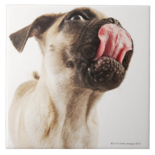 Kleine Zucht des Hundes mit kurzem Muzzled Gesicht Fliese
