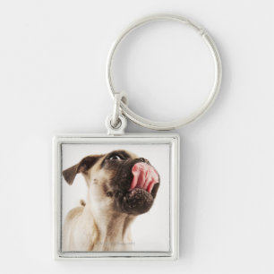 Kleine Zucht des Hundes mit kurzem Muzzled Gesicht Schlüsselanhänger