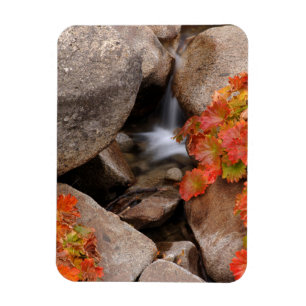 Kleiner Bach im Herbst, Kalifornien Magnet