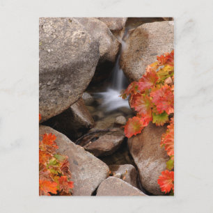Kleiner Bach im Herbst, Kalifornien Postkarte