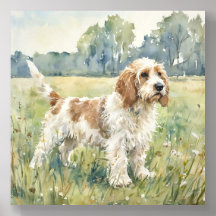 Kleiner Basset Griffon Vendeen - PBGV