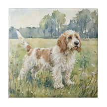 Kleiner Basset Griffon Vendeen - PBGV