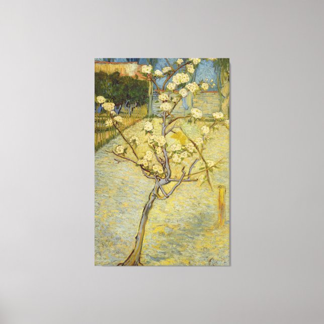 Kleiner Birnenbaum in Blossom Leinwanddruck (Vorderseite)