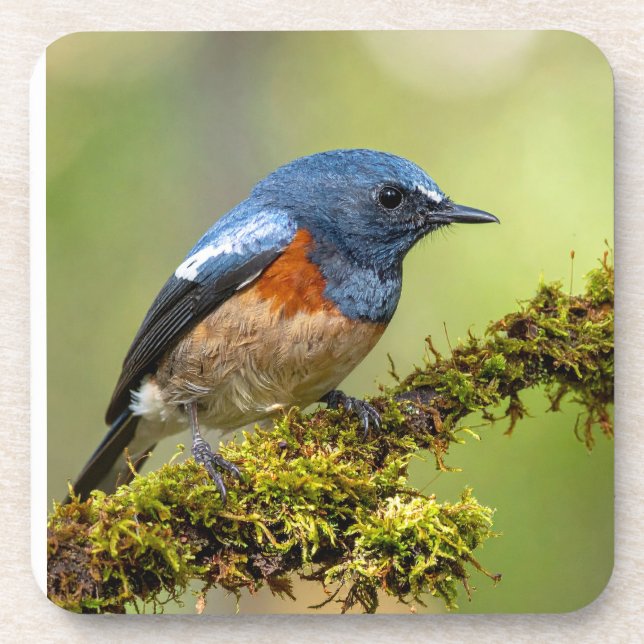 Kleiner blauer Vogel Getränkeuntersetzer (Vorderseite)