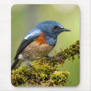 Kleiner blauer Vogel Mousepad
