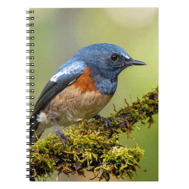 Kleiner blauer Vogel Notizblock (Vorderseite)