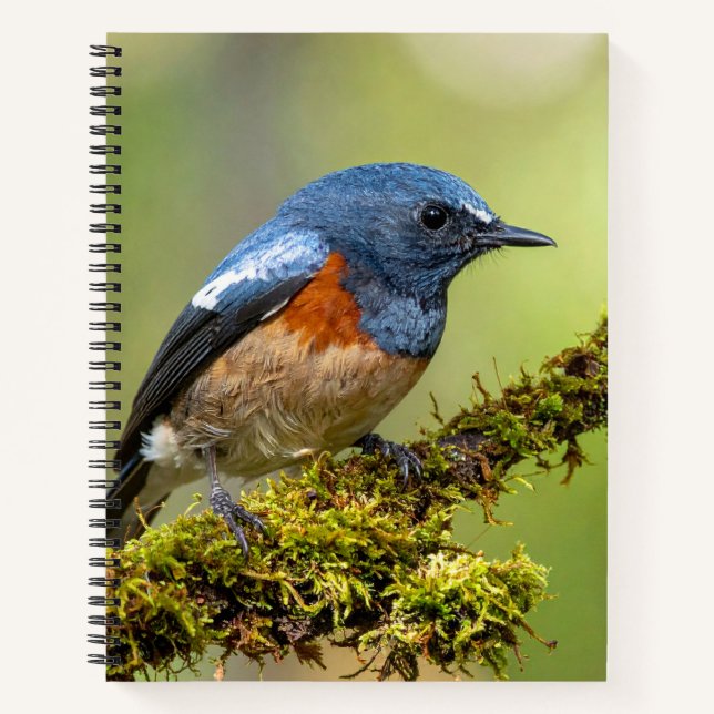 Kleiner blauer Vogel Notizbuch (Vorderseite)