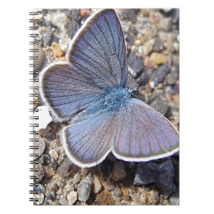 Kleiner Blauschmetterling Notizblock