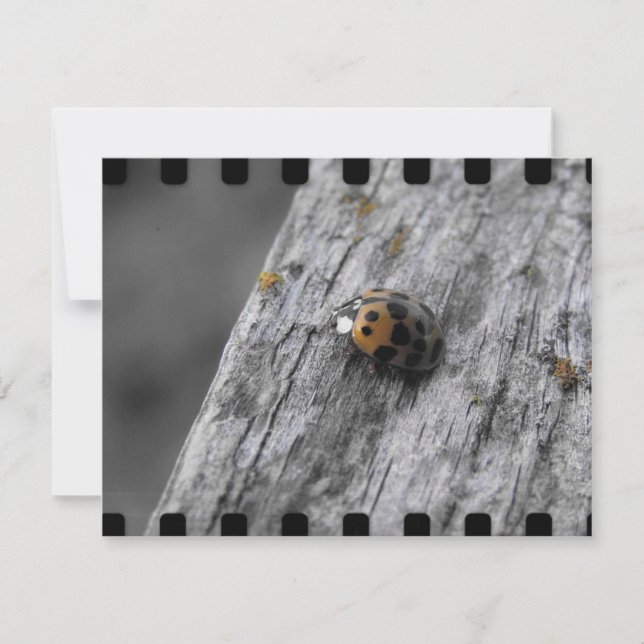 Kleiner Bug (Vorderseite)