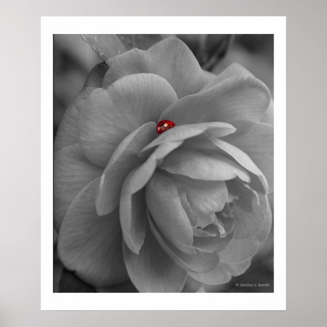 Kleiner Bug an einer Blume Poster (Vorne)