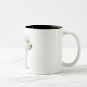 Kleiner Chien-Löwe oder kleiner Löwe-Hundewelpe Zweifarbige Tasse