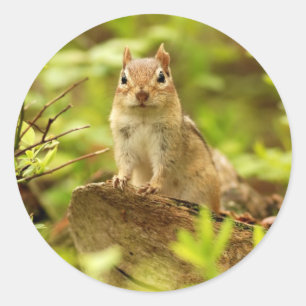 Kleiner Chipmunk auf der Suche Runder Aufkleber