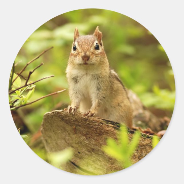 Kleiner Chipmunk auf der Suche Runder Aufkleber (Vorderseite)