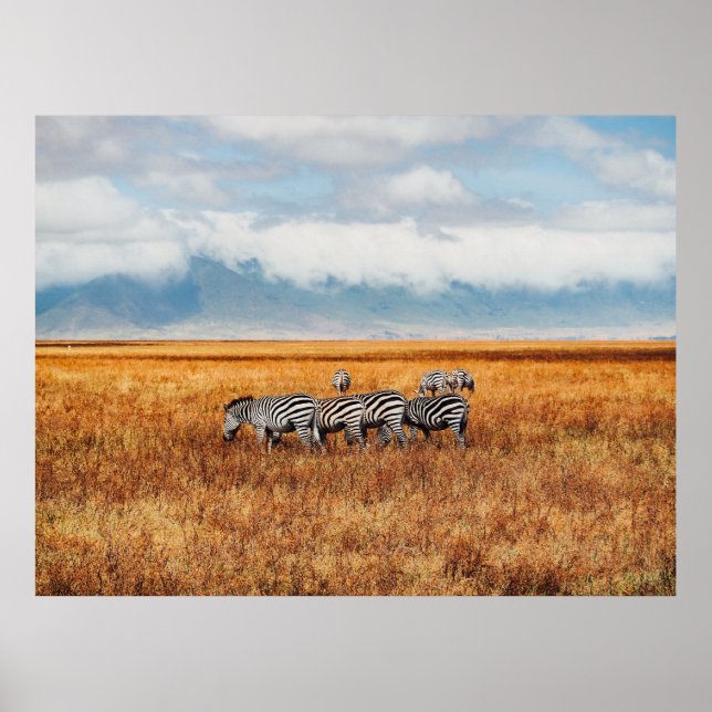 KLEINER DAZZLE (HERD) DER ZEBRA-GRAZING POSTER (Vorne)