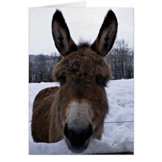 Kleiner Donkey (Vorne)