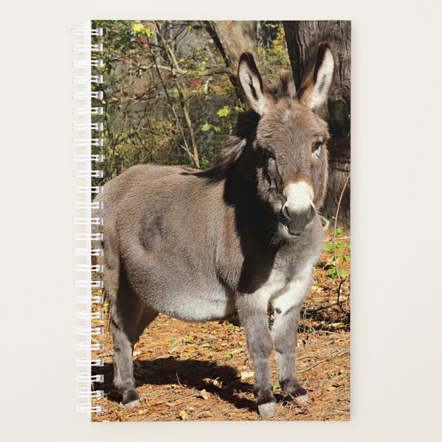 Kleiner Donkey Planer (Vorderseite)