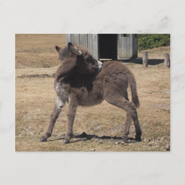 Kleiner Donkey Postkarte (Vorderseite)
